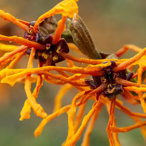 Hamamelis Aphrodite - Populair bij klanten