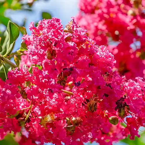 Klantfavoriet | Lagerstroemia Rosa