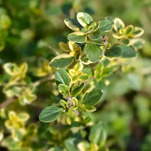 Thymus Bertram Anderson - Makkelijk bestellen