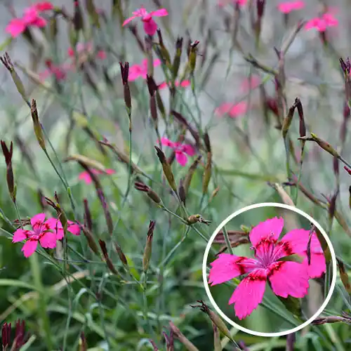 Dianthus Flashing Light | Populair bij klanten