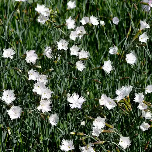 Bestel nu - Dianthus White