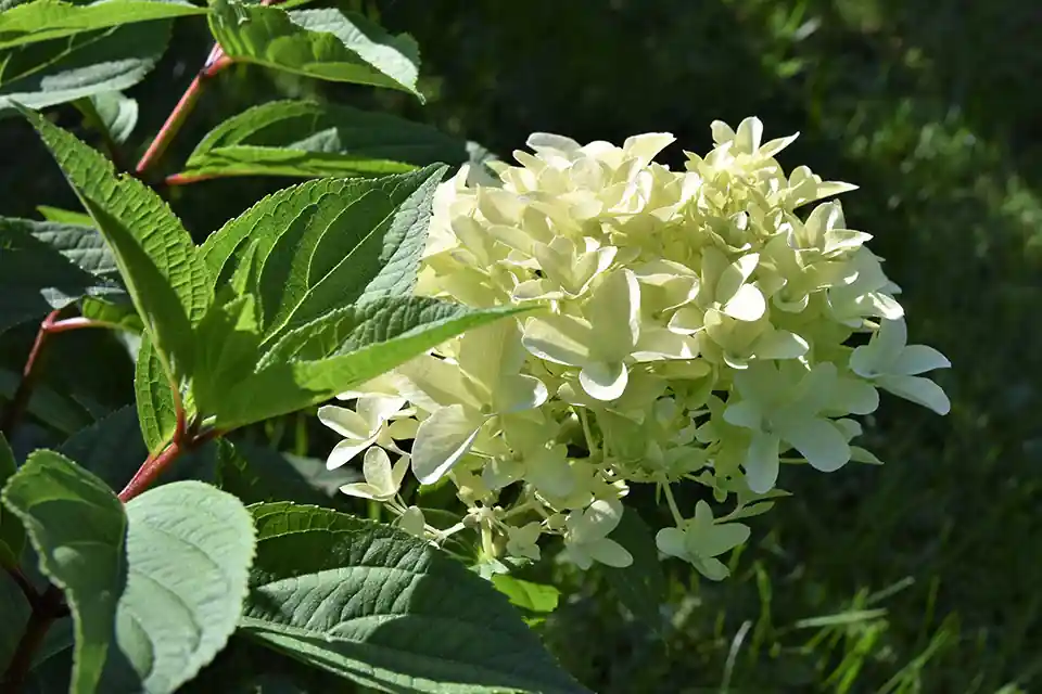 Premiumkwaliteit | Hydrangea Skyfall