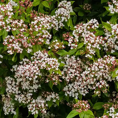 Viburnum tinus Gwenllian | Nieuw binnengekomen