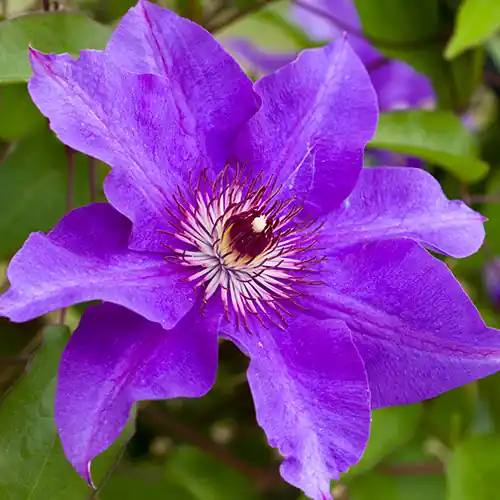 Topprijs | Clematis The President 50-60