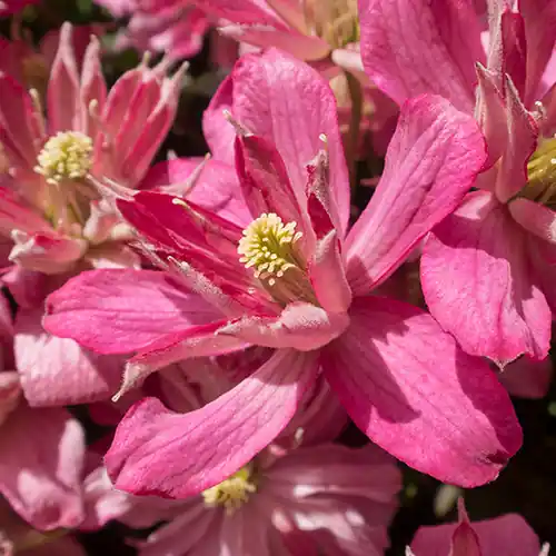 Clematis Broughton Star 50-60 cm | Trending