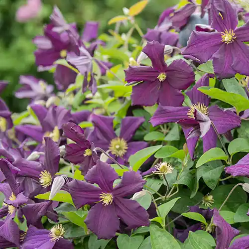 Nu kopen - Clematis ‘Etoile Violette‘