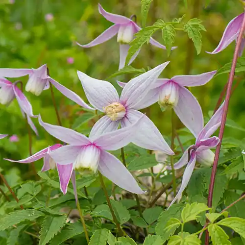 Bijna uitverkocht - Clematis Willy 50-60 cm