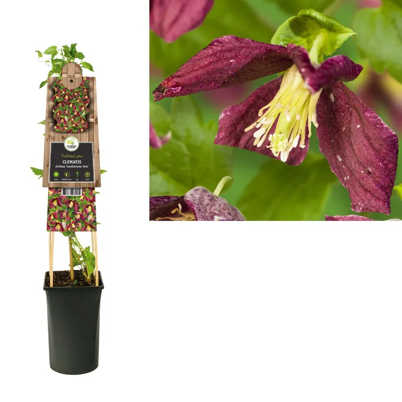 Clematis cirrhosa Landsdowne Gem 50-60 cm | Nieuw binnen