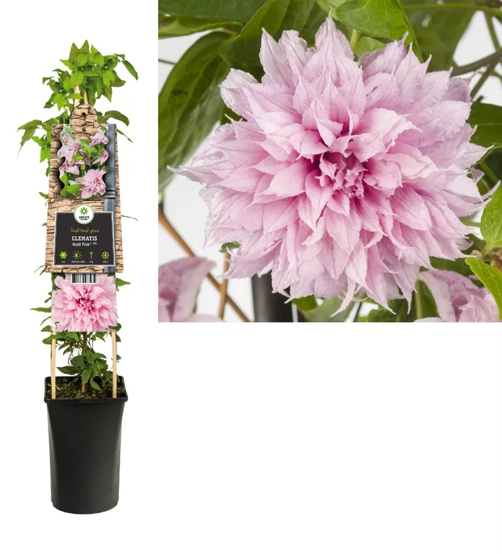 Voeg toe aan winkelwagen | Clematis Multi Pink 50-60 cm
