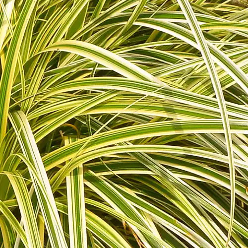 Carex morrowii Everglow - Voorraad bijna op