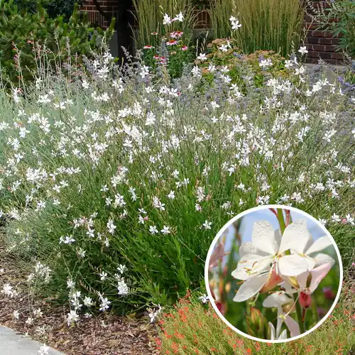 Gaura lindheimeri Whirling Butterflies - Korting