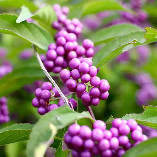 Callicarpa bodinieri Profusion | Veel gevraagd