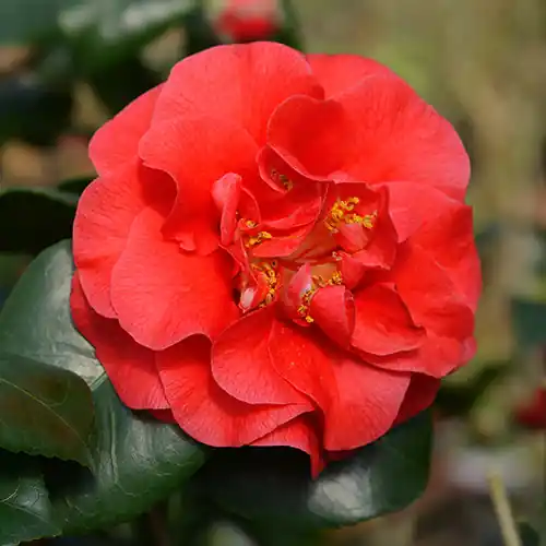 Nog maar een paar beschikbaar - Camelia Lady Campbell