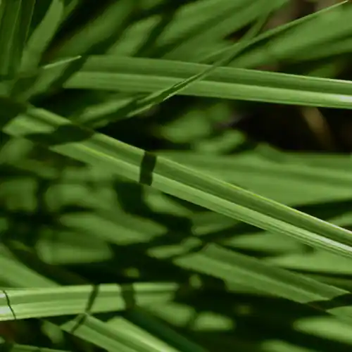Koopje | Carex Ribbon Falls