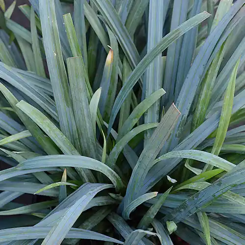 Veilig winkelen - Carex Bunny Blue