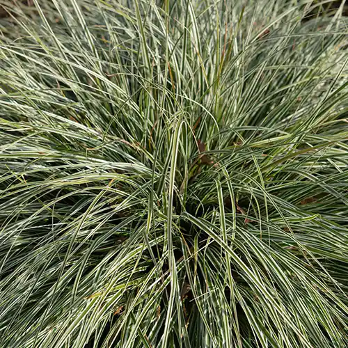 Carex oshimensis Everest | Nieuwe release