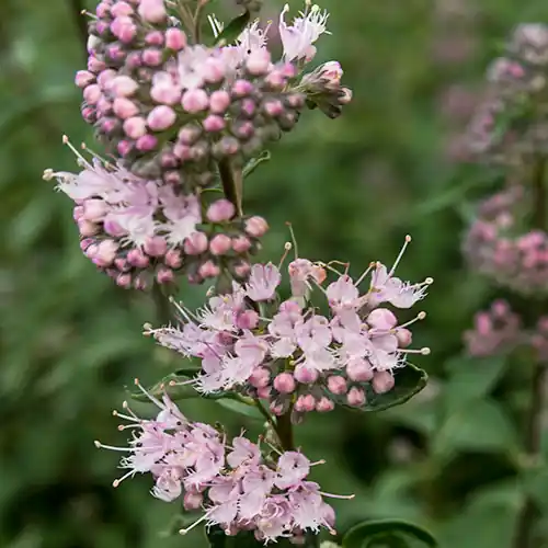 Bespaar meer - Caryopteris clandonensis Stephi