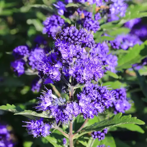 Caryopteris clandonensis Thetis | Aanrader