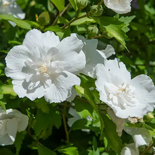 Online kopen - Hibiscus White Chiffon
