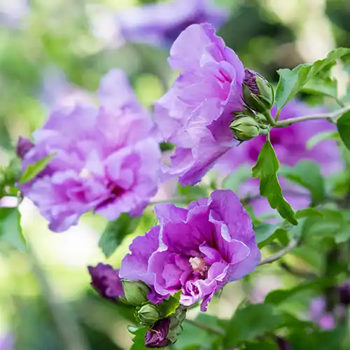 Nu beschikbaar | Hibiscus Lavender Chiffon