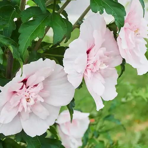 Shop nu - Hibiscus Pink Chiffon