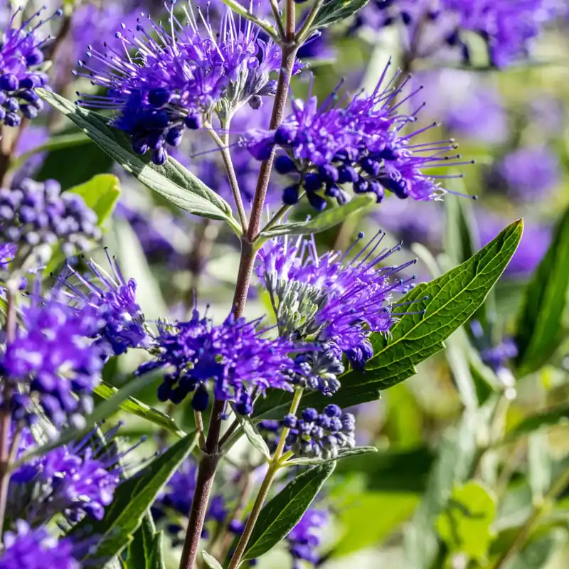 Caryopteris Heavenly Blue - Populair bij klanten