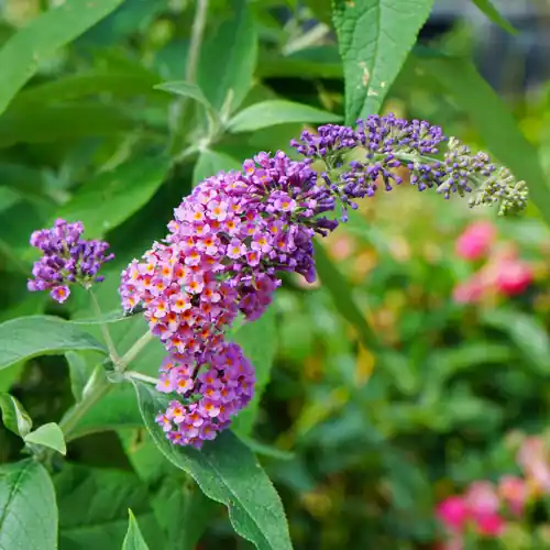 Vlinderstruik Flower Power - Favoriet van klanten