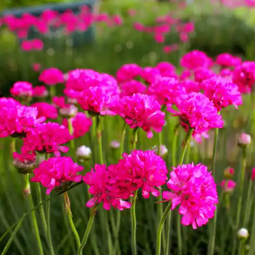 Topprijs | Engels Gras Splendens