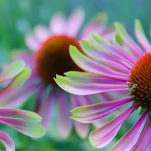 Echinacea Green Twister | Voeg toe aan winkelwagen
