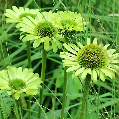 Echinacea Green Jewel - Laatste dagen