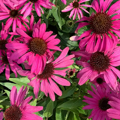 Echinacea JS Stiletto - Populair