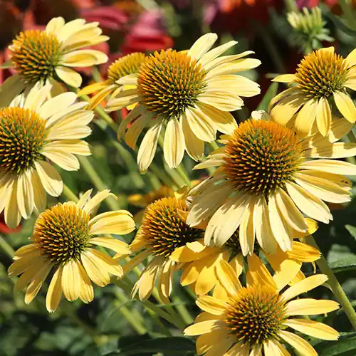 Deal | Echinacea Harvest Moon