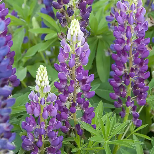 Net gelanceerd - Lupinus Gallery Blue