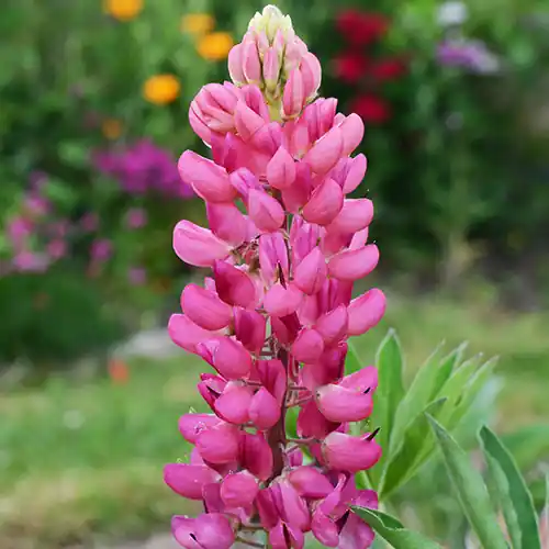 Bestseller | Lupinus Gallery Pink