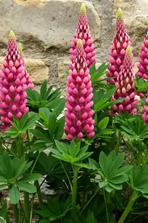 Aanrader - Lupinus Gallery Red