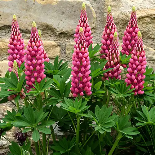 Aanrader - Lupinus Gallery Red