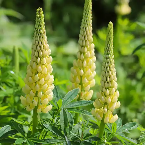 Professionele kwaliteit | Lupinus Gallery Yellow
