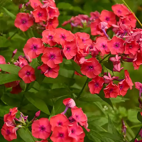 Veel gekozen - Phlox Orange Perfection