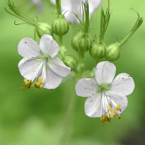 Nog maar enkele beschikbaar - Geranium White Ness