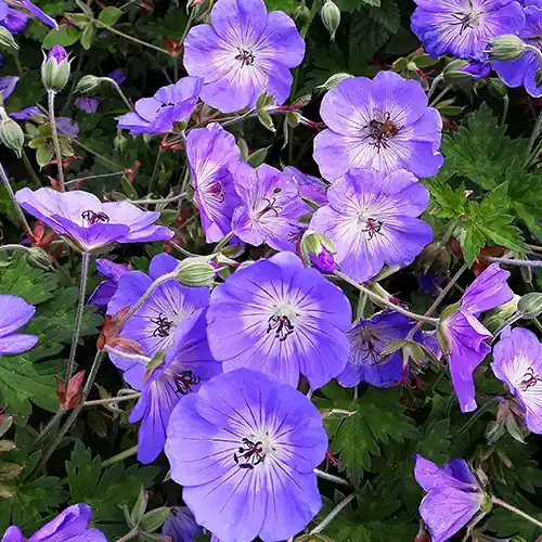 Geranium Rozanne - Nu kopen