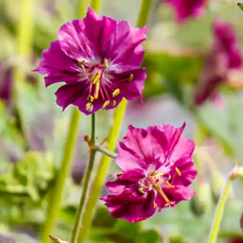 Geranium Samobor | Nieuw gelanceerd