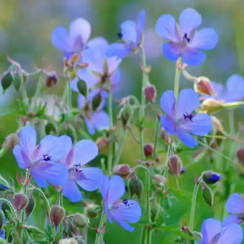 Veel voordeel - Geranium Johnson‘s Blue