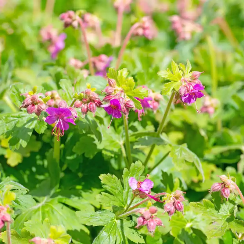 Bijna uitverkocht | Geranium Cambridge