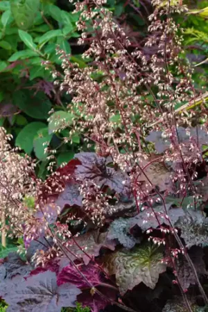 Actie loopt bijna af - Heuchera Palace Purple