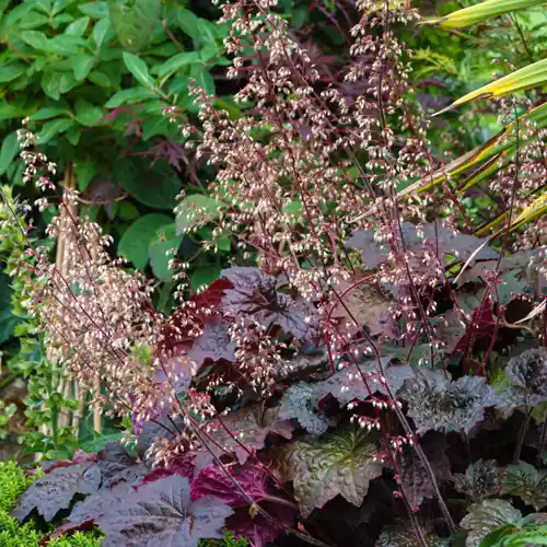 Actie loopt bijna af - Heuchera Palace Purple