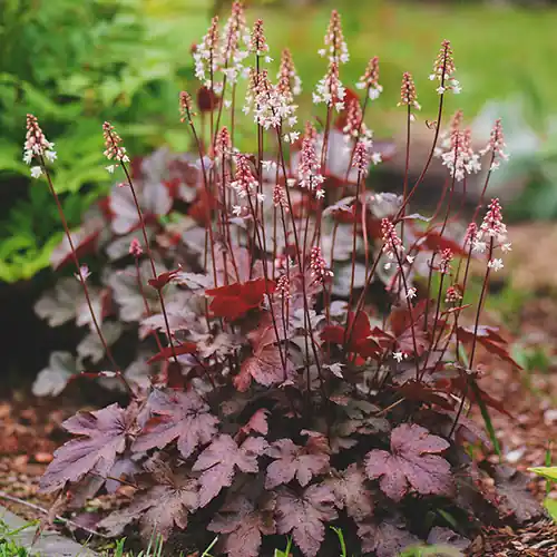 Heuchera Chocolate Ruffles - Professionele kwaliteit