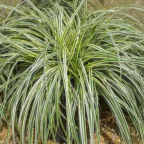 Veilig betalen | Carex Feather Falls