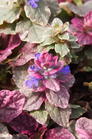 Ajuga reptans Burgundy Glow | Scherp geprijsd