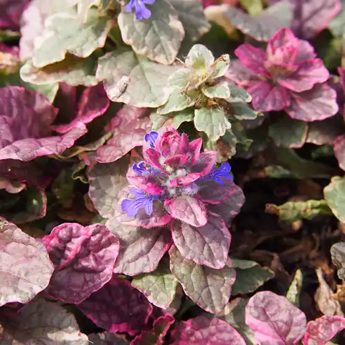 Ajuga reptans Burgundy Glow | Scherp geprijsd