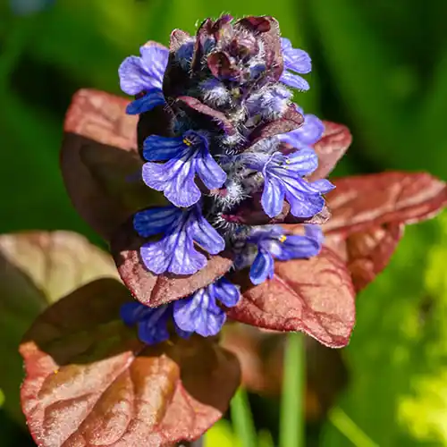 Opruiming | Ajuga reptans Atropurpurea